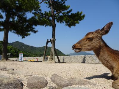 広島ひとり旅　神社と登山と時々鹿さん