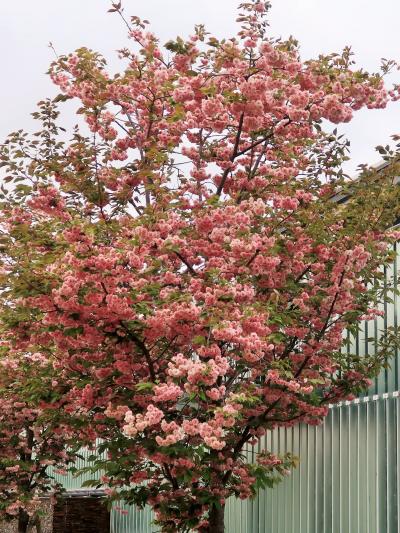 梅小路公園11　市電のひろば・花と緑のガーデンなど　☆松月/サトザクラ咲き誇り