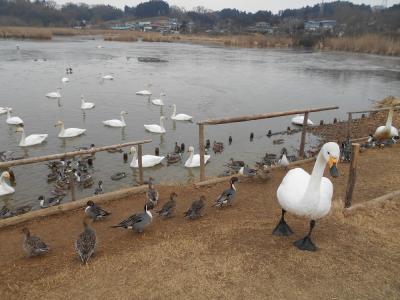 たまにはベタな観光旅行1901　　「平泉＆伊豆沼・内沼の白鳥＆松島を訪れました。」　　～岩手＆宮城～ 