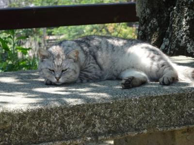 広島ひとり旅　猫を求めて尾道散策