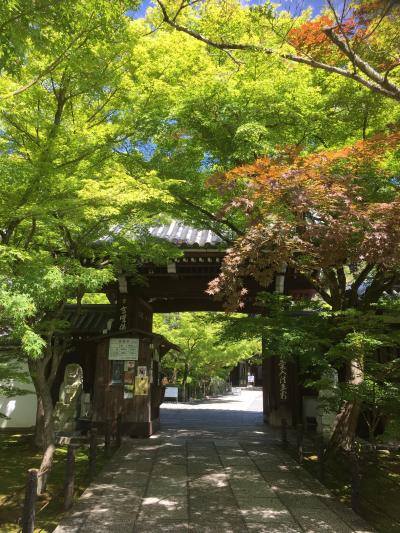 【京都ひとり旅】青もみじ＆新元号名所と限定御朱印めぐり①～哲学の道方面半日コース～