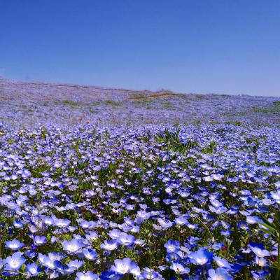 ネモフィラじゅうたんを見に国営ひたち海浜公園まで