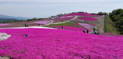 天空の花回廊-茶臼山の芝桜を満喫