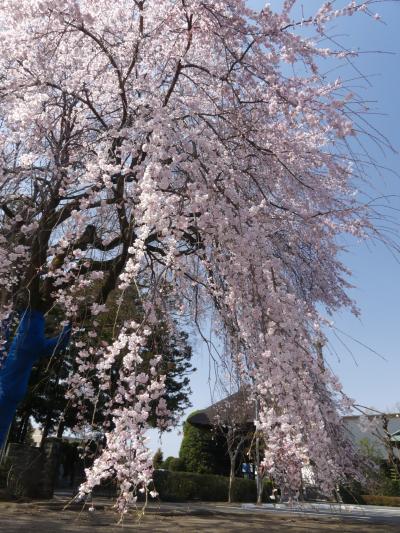 「普濟寺」のシダレザクラ_2019（1）_３月２７日は５~７分咲きくらいでした（群馬県・館林市）