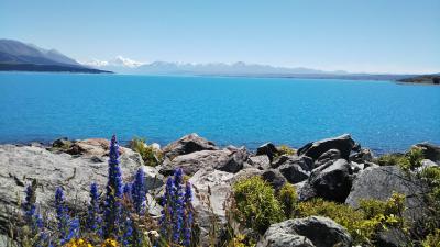 海外一人旅第17段はニュージーランドの大自然に癒される旅 - 5日目（テカポ編）