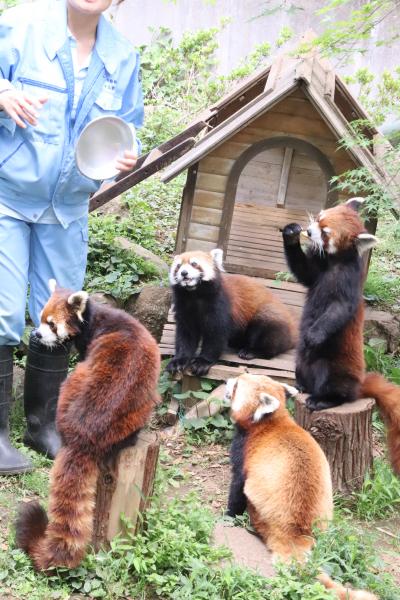 初夏のレッサーパンダ詣の市川市動物園～ミルクちゃんとココアちゃんの成長ぶりと母子４頭同居が見たくて＆お散歩リクガメやコツメカワウソ握手会も