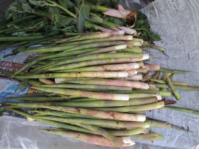 美味しいね!　シーズン初のネマガリダケ