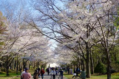 2019GW北海道旅８日間　その９　７日目　新十津川駅と５月に見る桜。