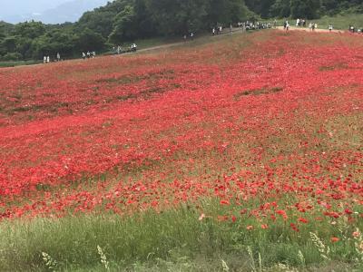 天空のポピーへ in東秩父村