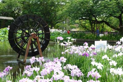 花菖蒲 城北浄化センター 初見