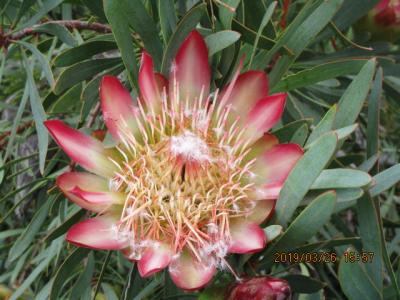 南アフリカの美しい　カーステンボッシュ国立植物園　花と鳥たちの競演