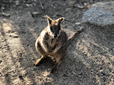 ケアンズ3歳5歳子連れ旅行＊1日目