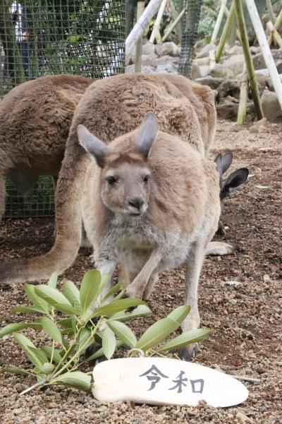 令和最初のレッサーパンダ動物園GWの伊豆めぐり（３）伊豆シャボテン動物公園（後）令和の札持ちカンガルーやアニマルショーとアニマルボートツアー