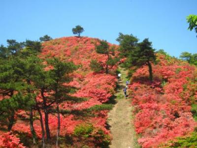 ’１９　宮城・岩手・青森旅行３　気仙沼 徳仙丈のツツジ②（本吉側登山）～かもめ食堂