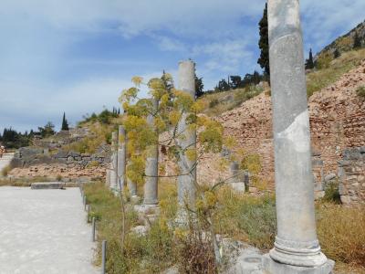 遺跡の野草の花満開 オリンピア、デルフィ