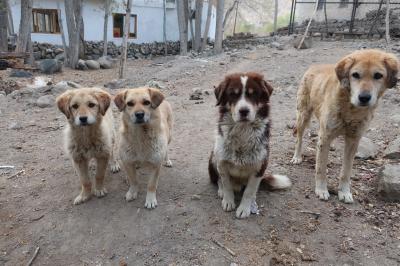 ラダック旅行　その４（チベット仏教と野良犬たち）