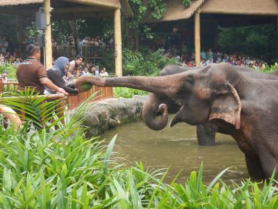 GW子連れシンガポール＆ビンタン島3泊5日⑤　アンダーズで朝食を♪☆動物園＆リバークルーズ満喫☆編