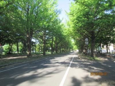 札幌の北海道大学・銀杏並木・ポプラ並木