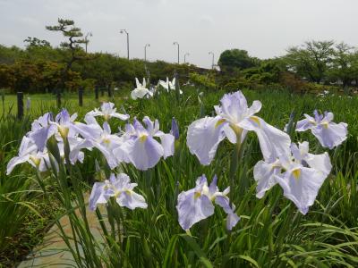 「つつじが岡第二公園」の花菖蒲_2019（2）_３割くらい咲きました。（群馬県・館林市）
