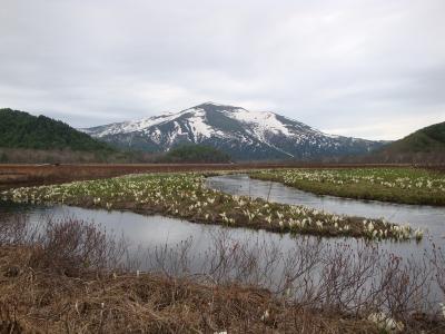 【連載】2019年５月、尾瀬水芭蕉の旅[５]座禅草を求めて下田代を東へ。ビールぐびぐび！はまだ早いぜ