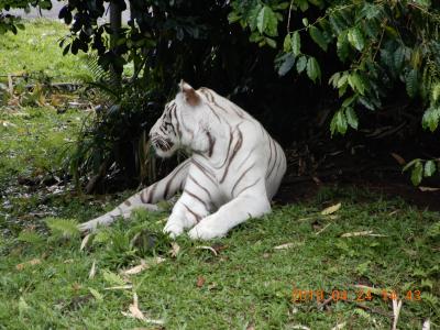 ｛パナエワ・レインフォレスト動物園｝ ハワイ島（ビックアイランド）１３　動画追加版　 2019 04