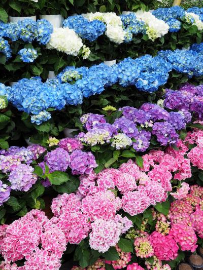 白山神社あじさいと小石川後楽園花菖蒲