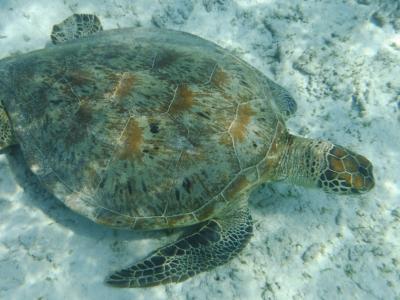 次は座間味島でウミガメ　その2は座間味島の古座間味ビーチと阿真ビーチ