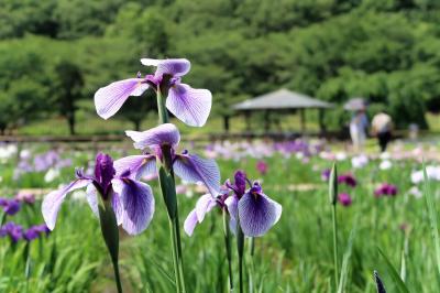 東村山菖蒲まつりと多摩の酒蔵さんぽ