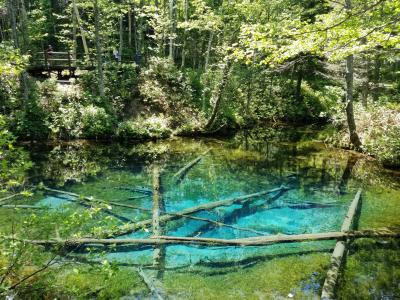 JGC達成したけど、今年もサファイア？～初夏の北海道～