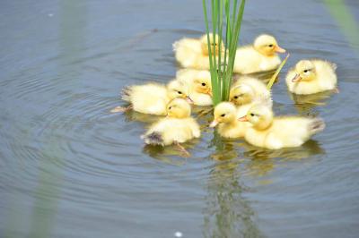 舎人公園「カルガモ子育て」の季節