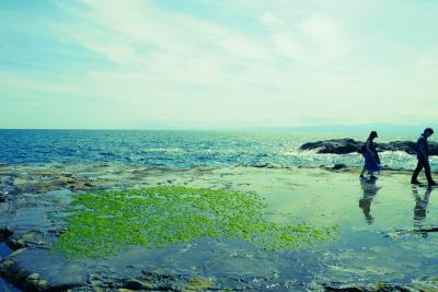 ★愛犬とお出かけ♪江の島に生しらす丼を食べに★