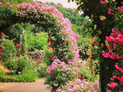 クレオパトラのパティオで女子力UP♪【微睡みの薔薇☆京成バラ園】／梅雨入り前のオトナ遠足20km-前篇