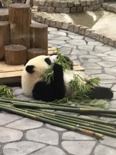 彩浜に会いに弾丸日帰り旅行