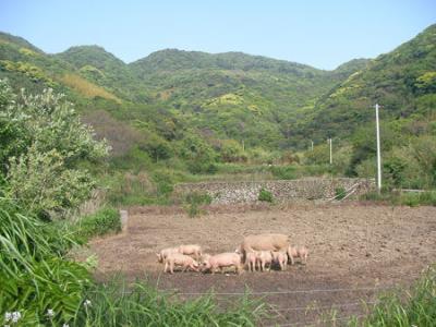 離島巡りの出発点「祝島」その２　祝島へ