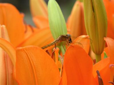 7000球のユリの花を見に　花の文化園へ♪