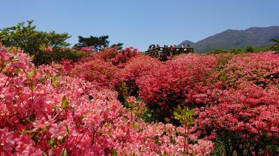 1泊2日 栃木 (3-1) 那須高原 仏アルザス料理と八幡のツツジ群生