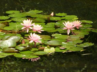 山手線沿線の屋上庭園めぐり