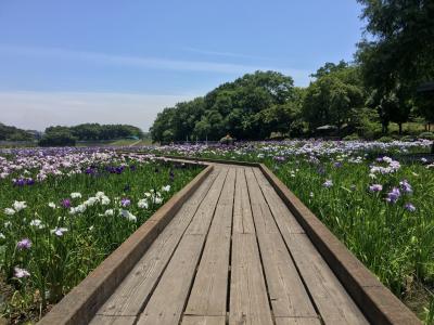 岡山と広島☆菖蒲と薔薇を楽しみました