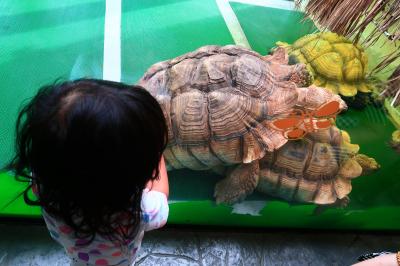 香港★屯門へ行こう　爬虫類が見られる　～屯門公園爬蟲館～