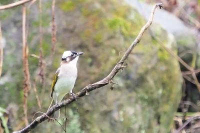 梅雨　台湾山岳部の旅　⑤　杉林渓森林生態リゾートエリアパーク　帰国