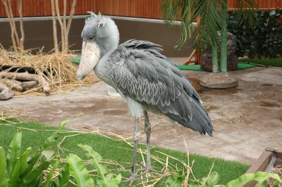 見どころいっぱい掛川ー掛川城・大日本報徳社・掛川花鳥園ー