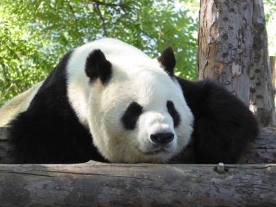 初めての北京観光：北京動物園・大熊猫館★萌えるパンダ編★