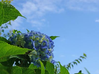 岩本山公園で紫陽花を見て来ました 2019.06.03