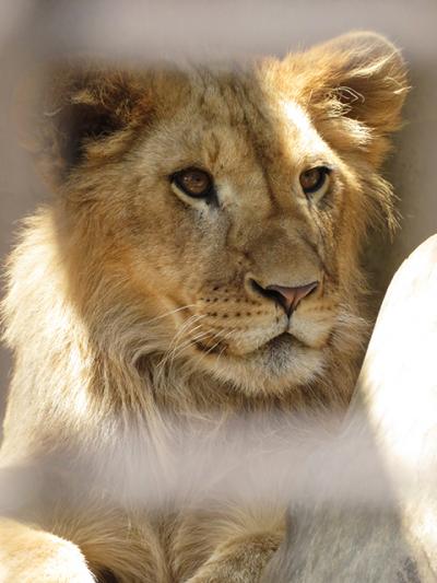 ちびオリトがいたライオンファミリー【桐生が岡動物園】