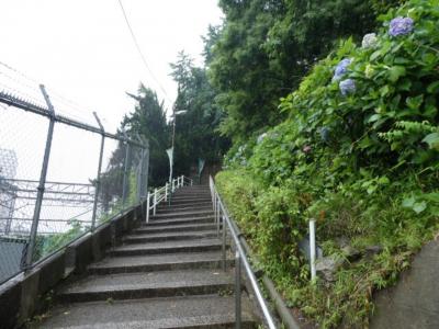 東京・諏方神社のあじさいと西日暮里散策2019