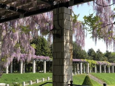 2019.5 前田森林公園の藤の花