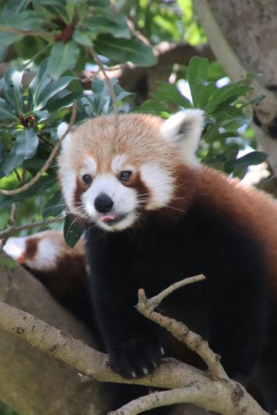 令和最初のレッサーパンダ動物園GWの伊豆めぐり（５）熱川バナナワニ園（前）ニシレッサーパンダ特集：総勢13頭と嬉しそうに食べる朝夕ごはん時