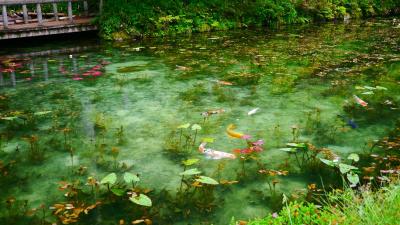 岐阜にある名もなき池...は本当に美しいのか？雨の日に行ってみた！
