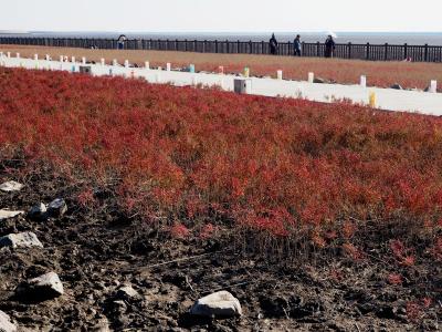 2018年11月  “ぐるっと世界遺産観光バス”で佐賀市の観光スポット巡り①（東よか干潟）