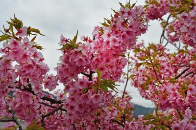 風情など　無きもまた良し　河津の桜　《　静岡県・河津町　》